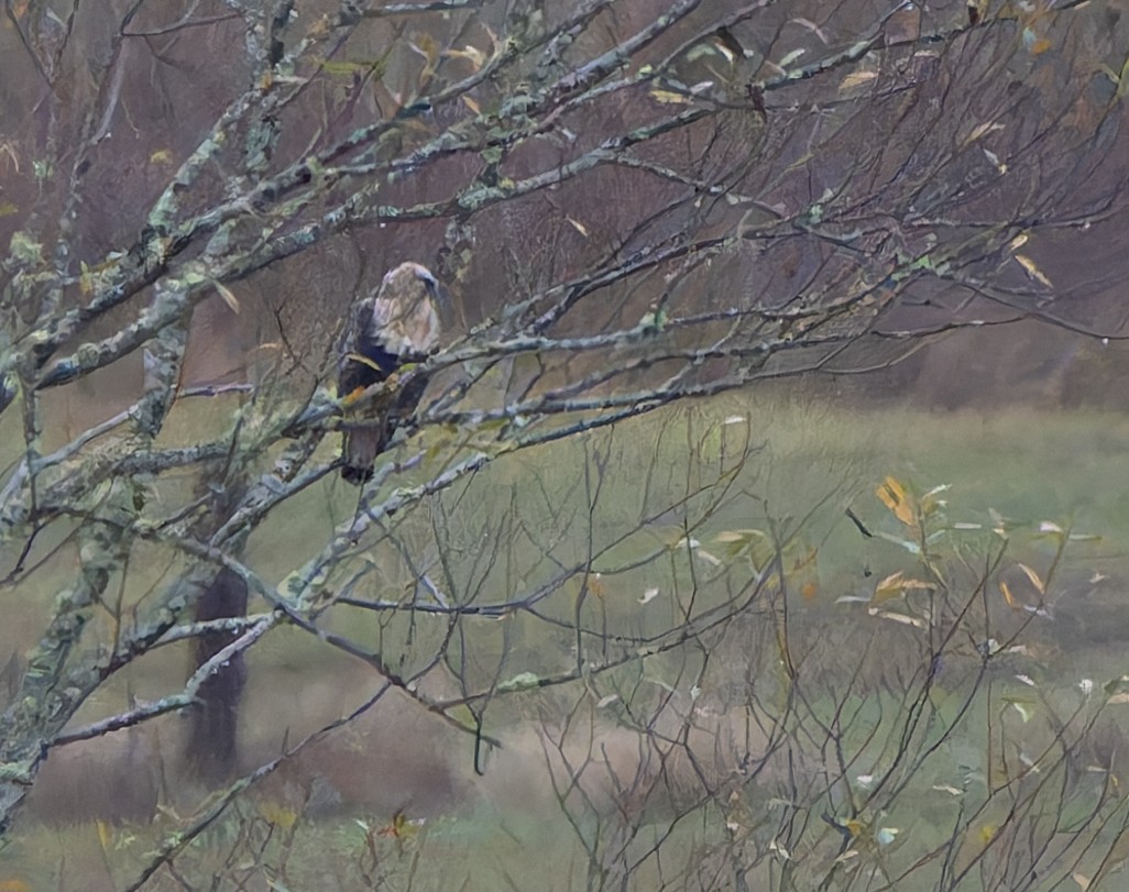 Rough-legged Hawk - ML645227197