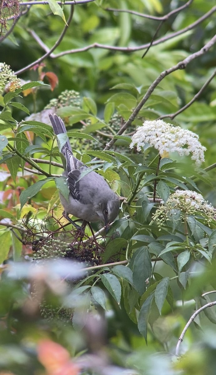 Tropikal Taklitçi - ML645227198