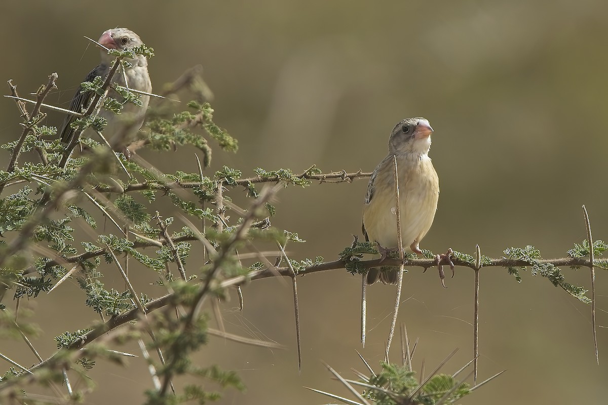 Red-billed Quelea - ML645227201