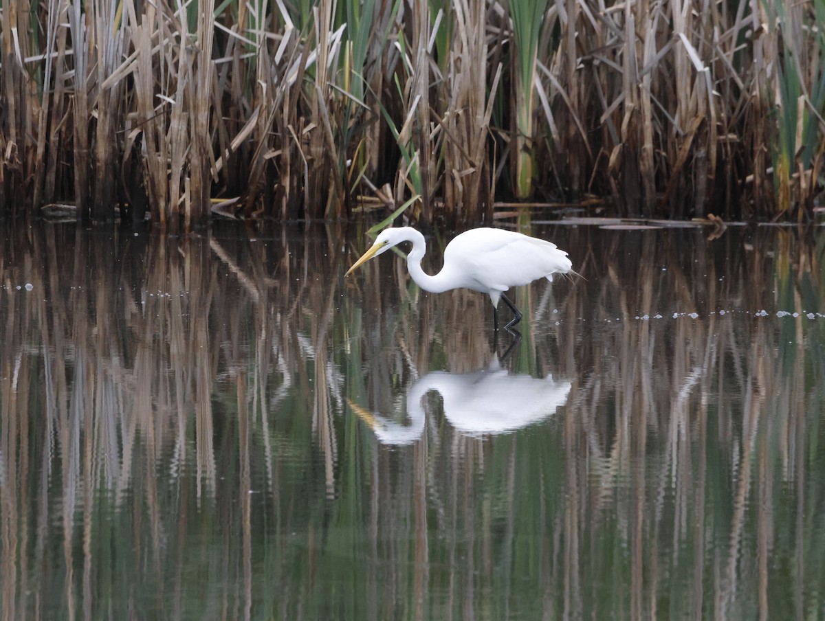 Koartza zuria - ML645227217