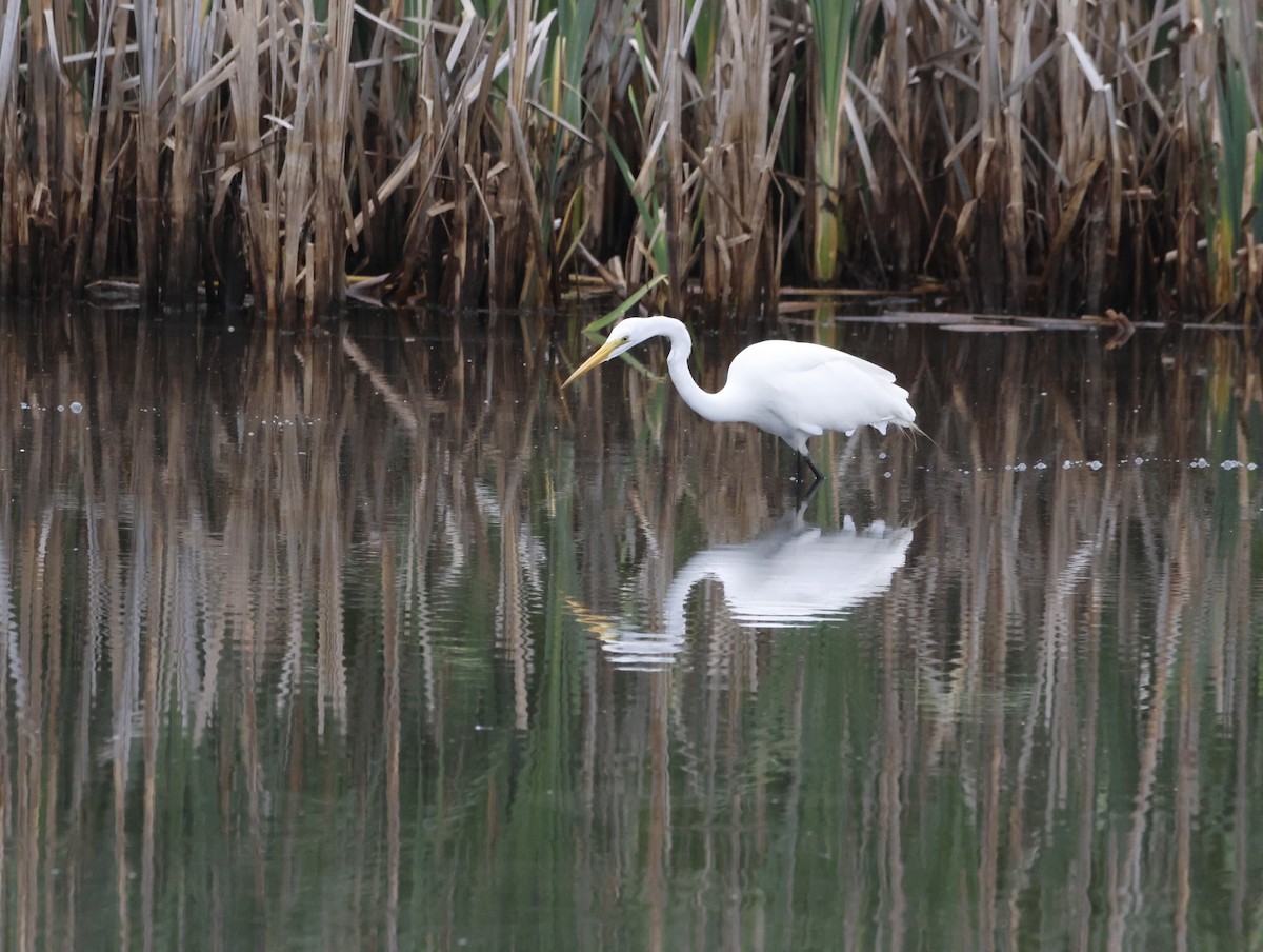 Koartza zuria - ML645227218