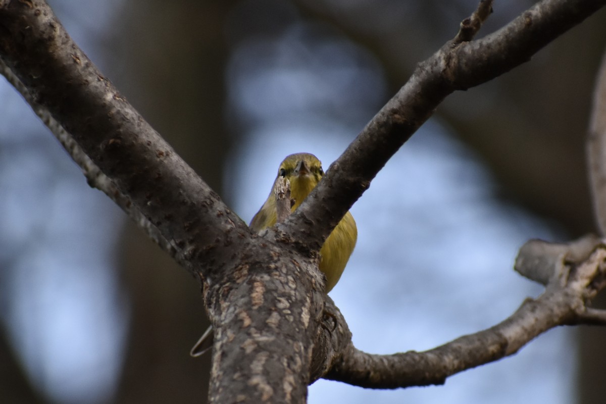 Kiefernwaldsänger - ML645227231