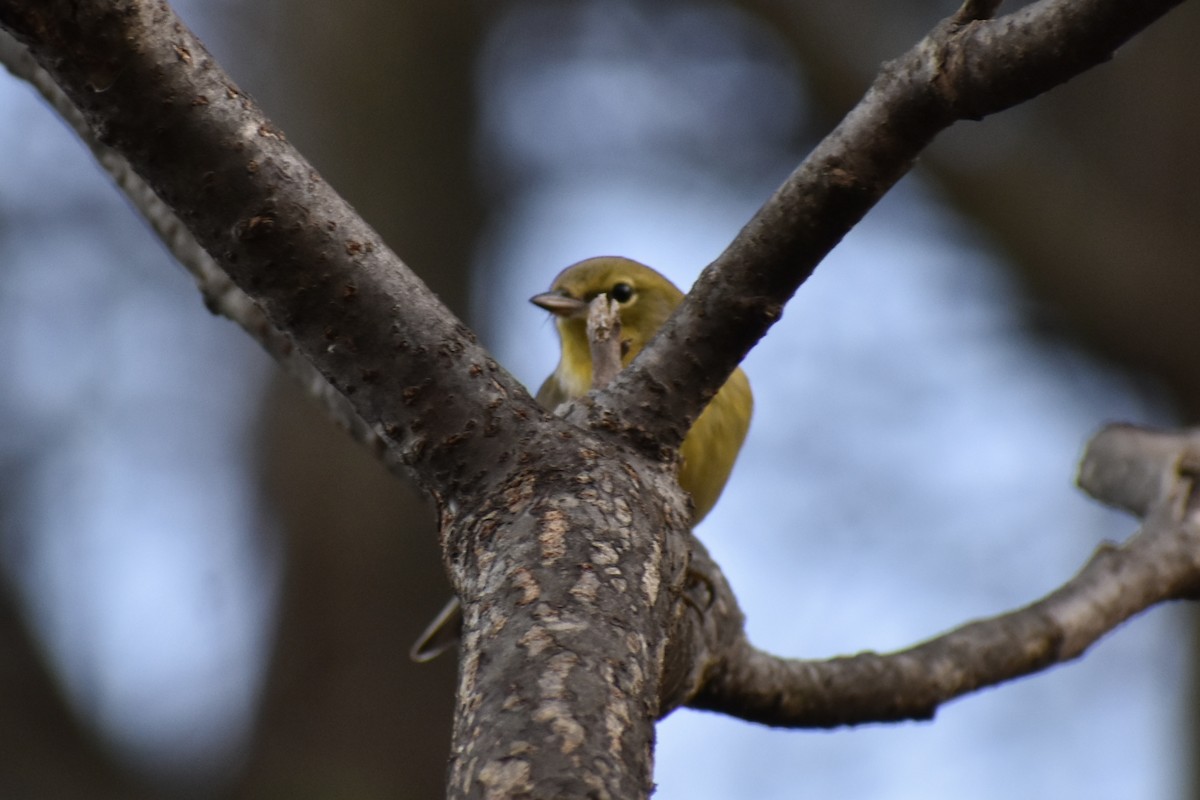 Kiefernwaldsänger - ML645227232