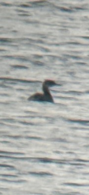 Пірникоза сірощока - ML645227239