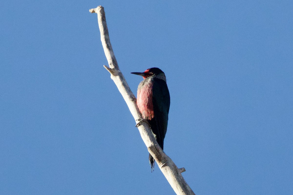 fluesnapperspett - ML645227240