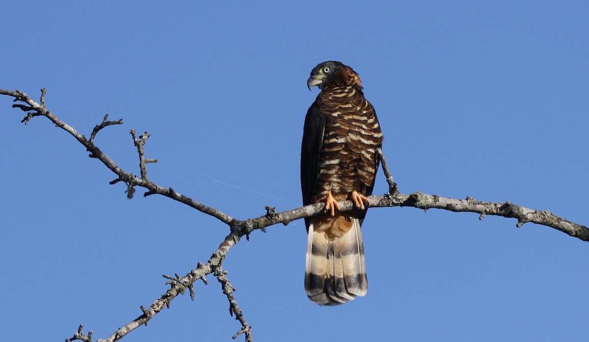 hákozobec neotropický (ssp. uncinatus) - ML645227277