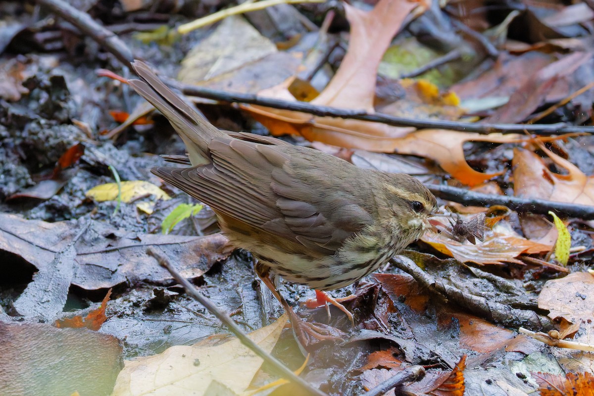 Northern Waterthrush - ML645227284