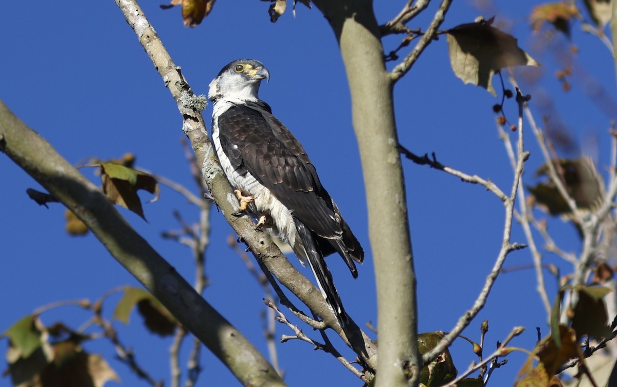 hákozobec neotropický (ssp. uncinatus) - ML645227292