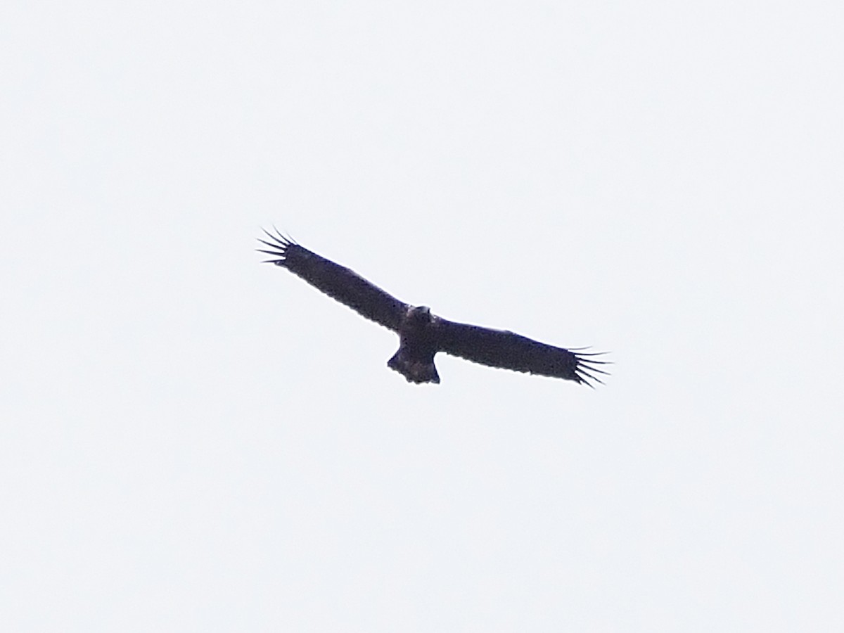 Golden Eagle - ML645227296