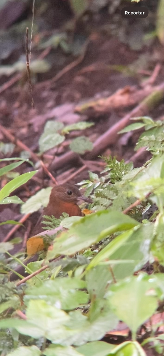 Rostkehl-Laubwender - ML645227304