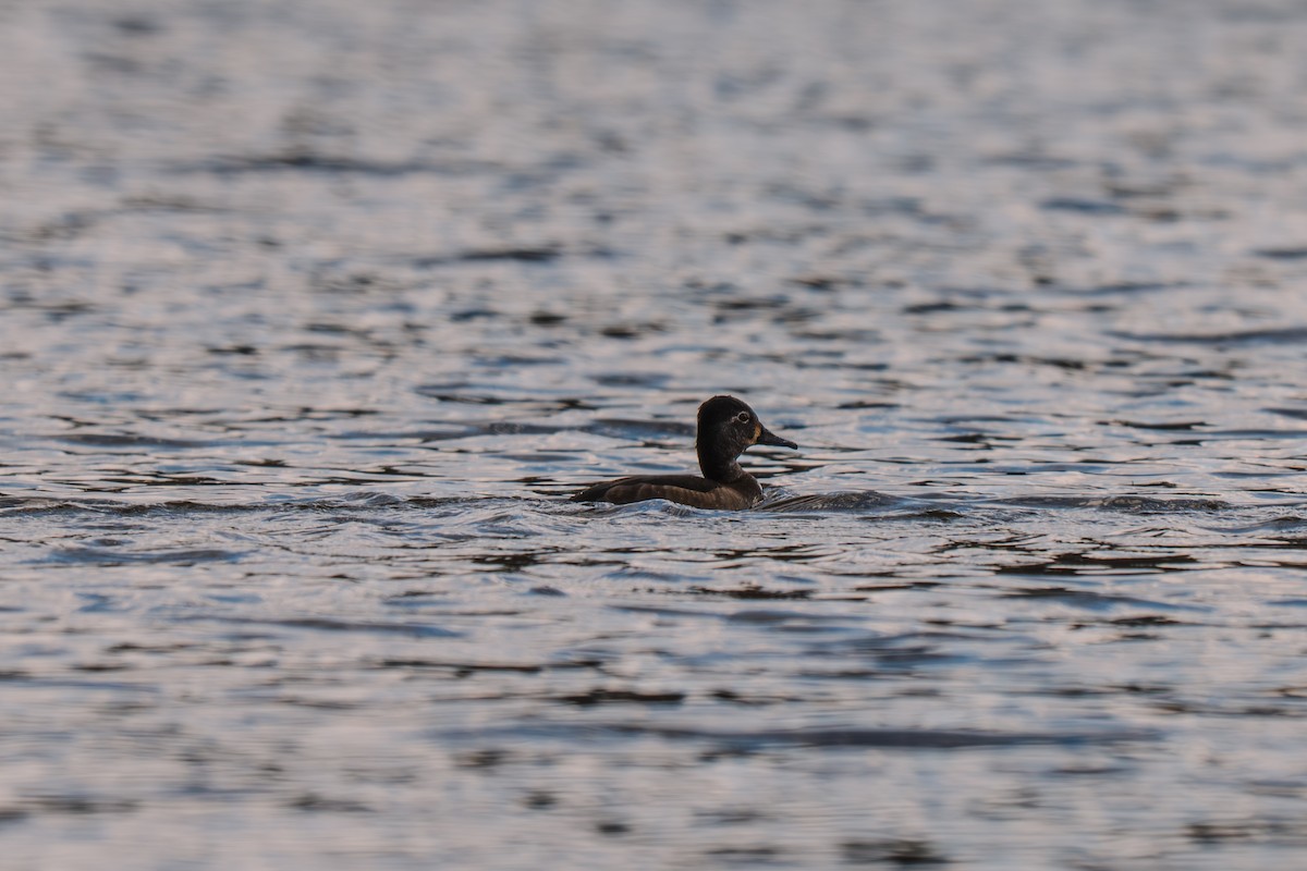 Ring-necked Duck - ML645227319