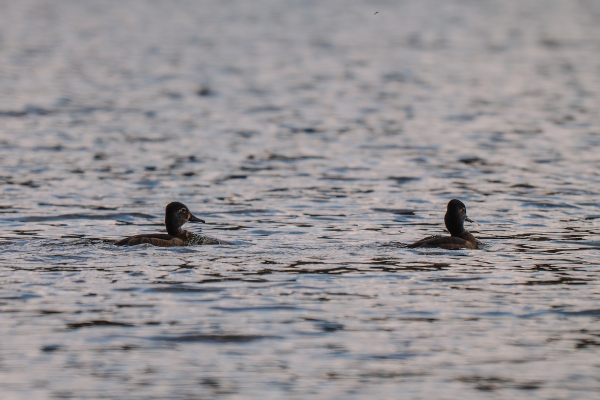 Ring-necked Duck - ML645227322