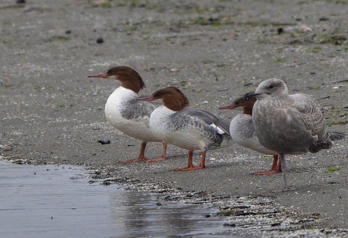 Common Merganser - ML645227323