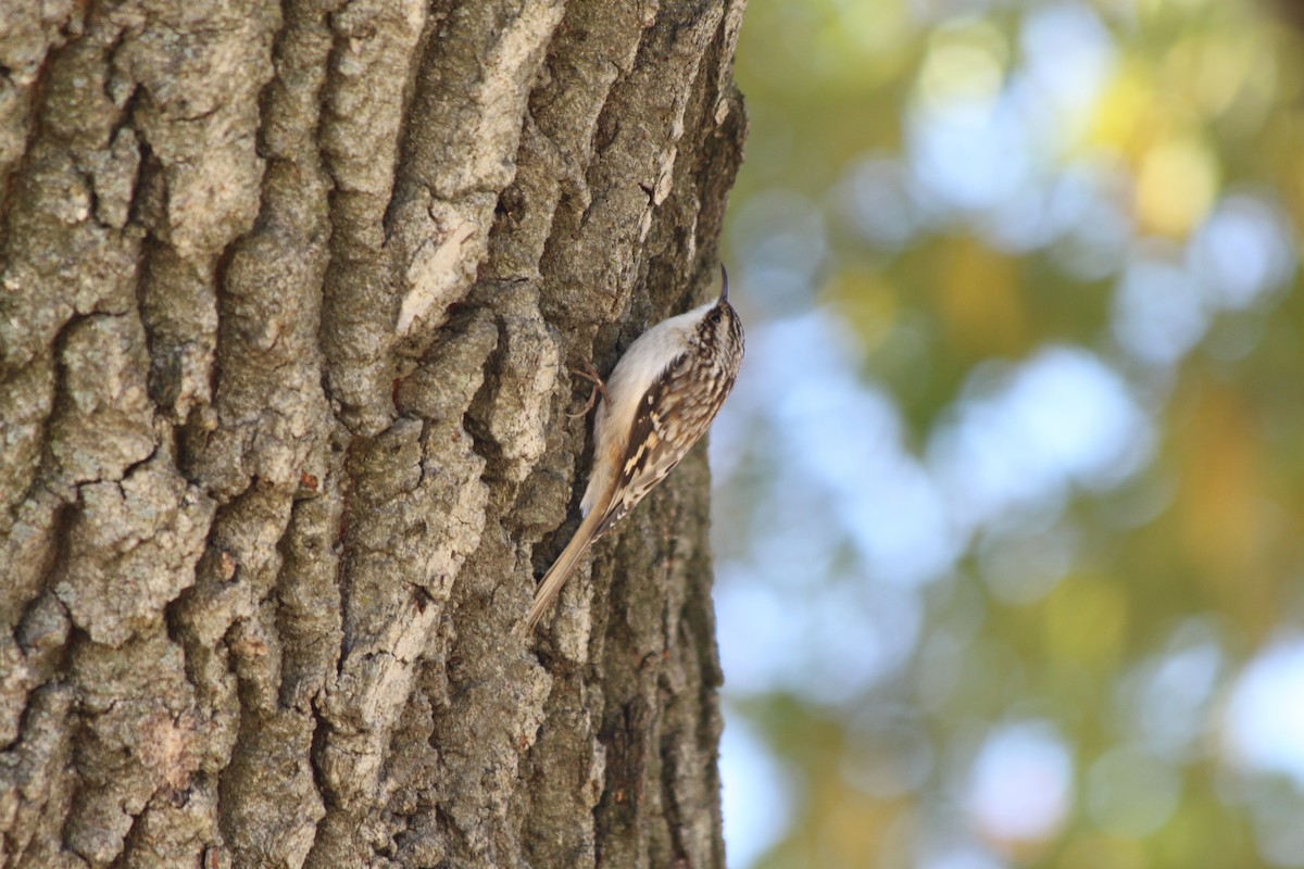 Brown Creeper - ML645227324