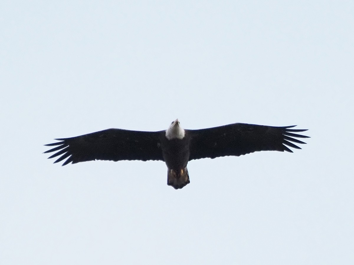 Bald Eagle - ML645227326