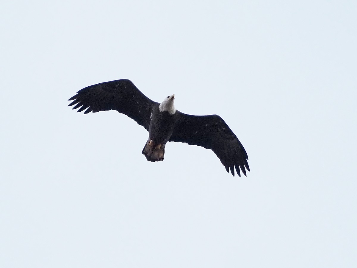 Bald Eagle - ML645227328