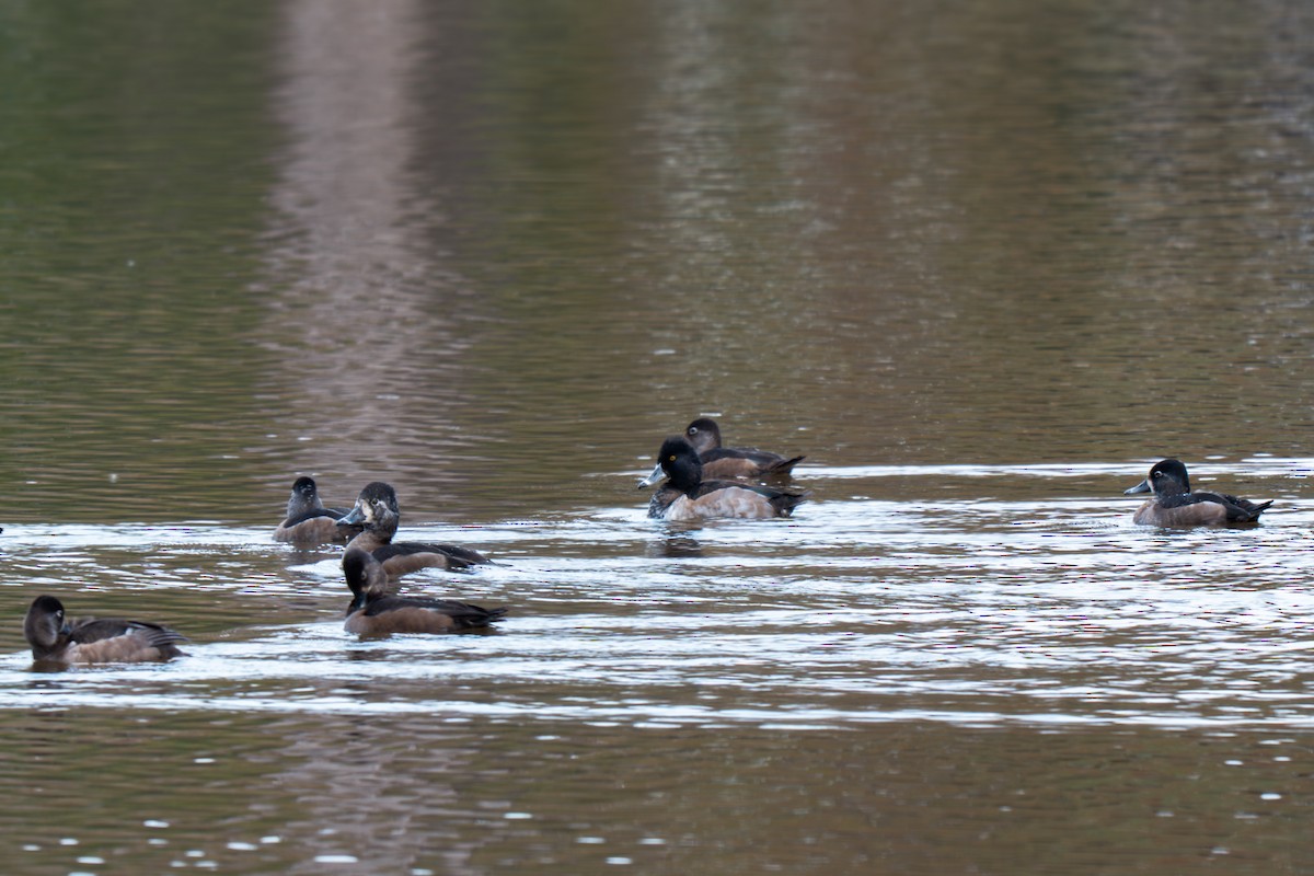 Ring-necked Duck - ML645227330