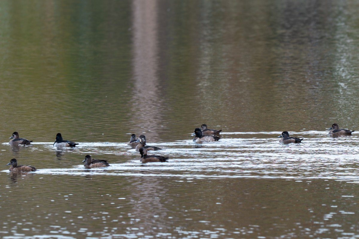 Ring-necked Duck - ML645227331