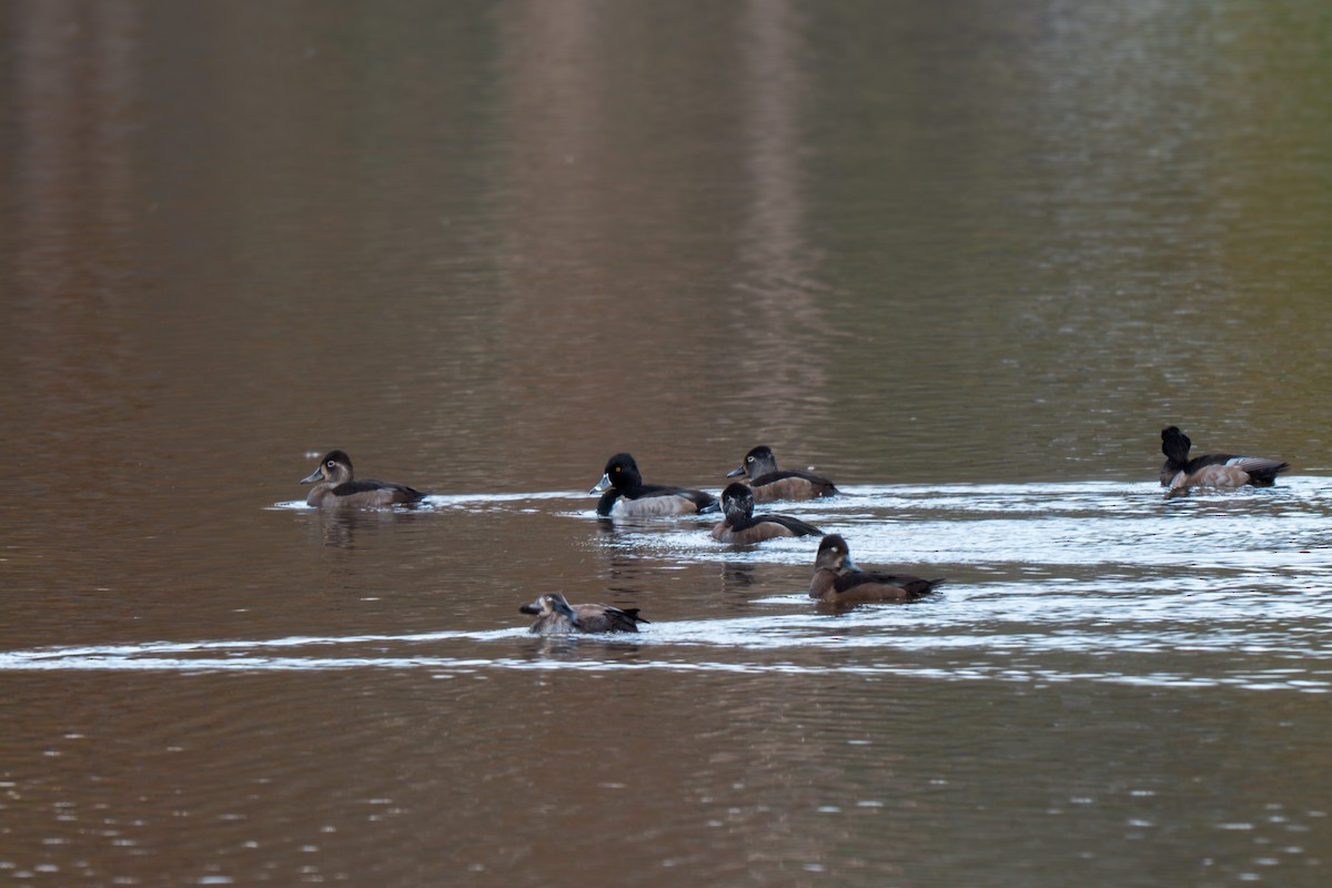 Ring-necked Duck - ML645227332
