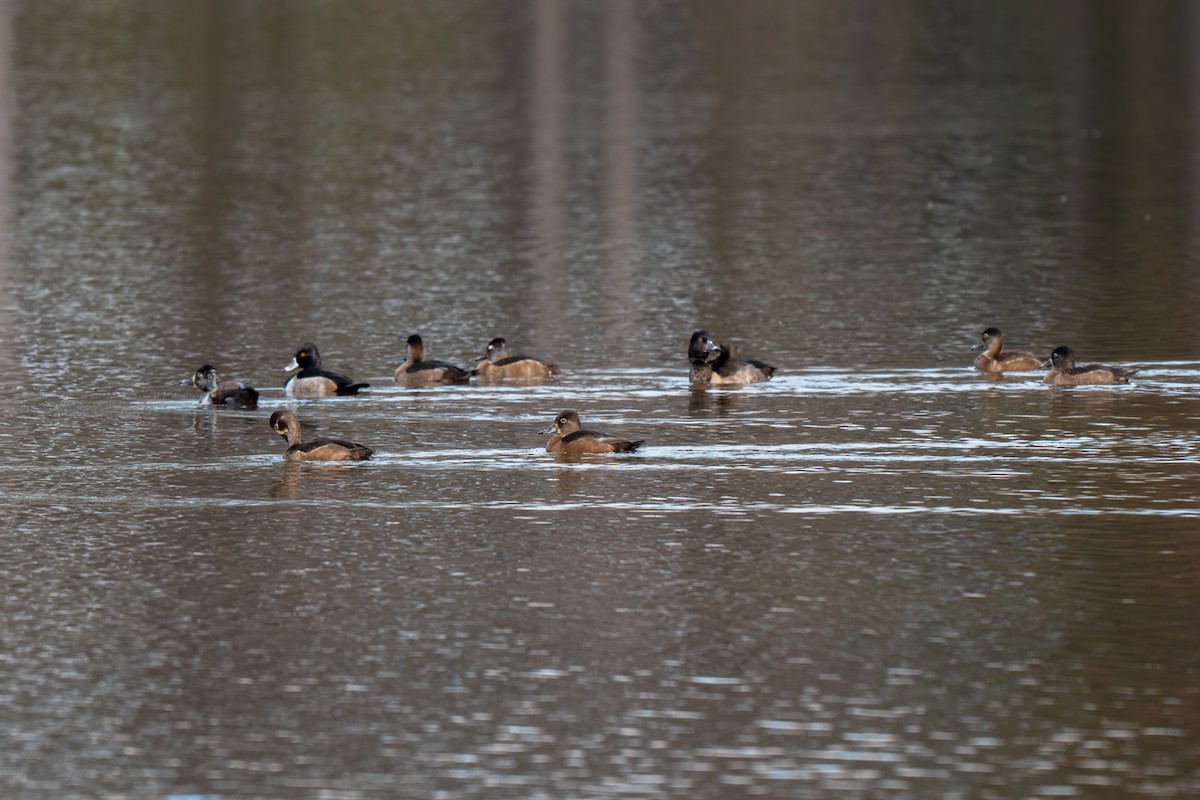 Ring-necked Duck - ML645227341