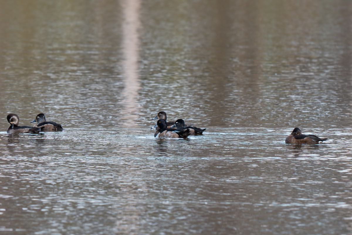 Ring-necked Duck - ML645227344