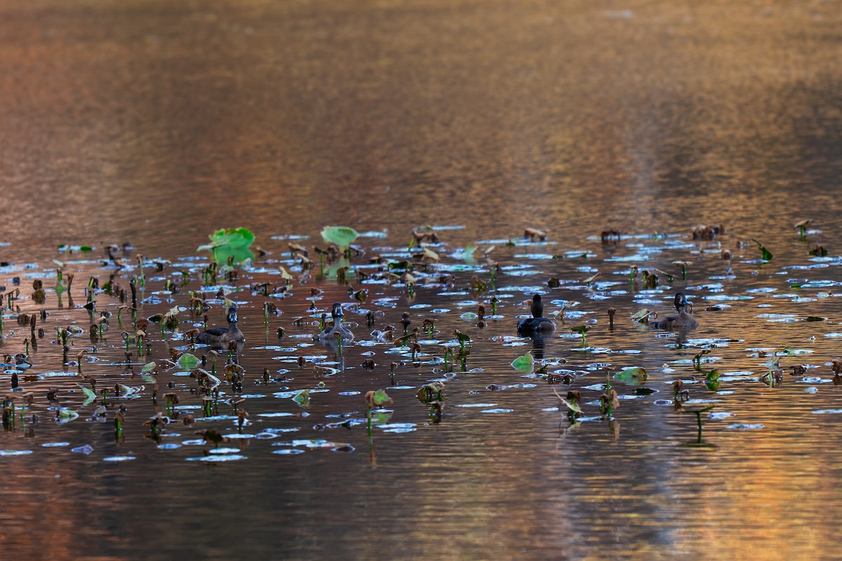 Ring-necked Duck - ML645227348