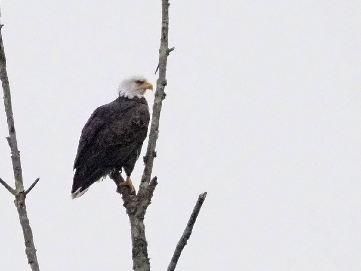 Bald Eagle - ML645227350