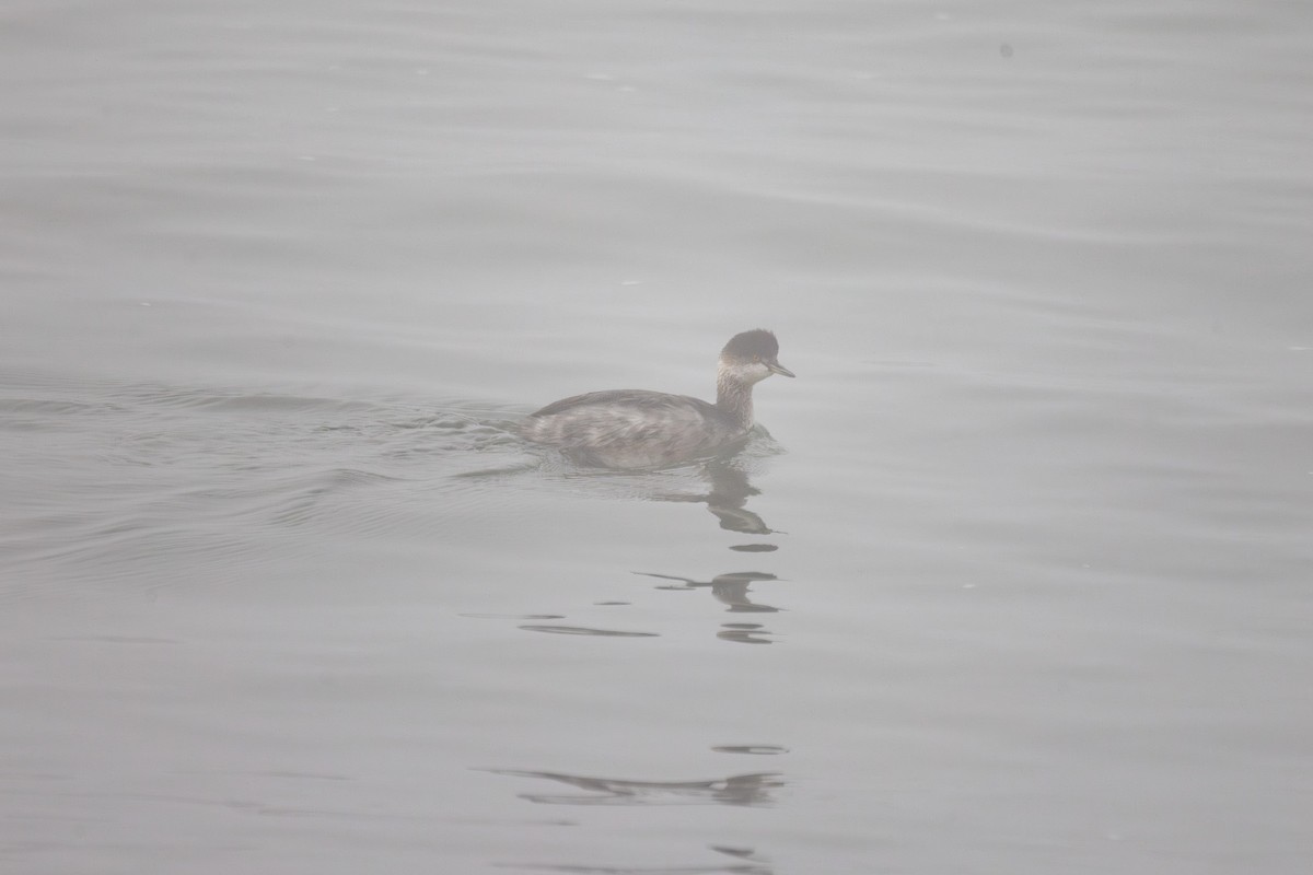 potápka černokrká - ML645227355