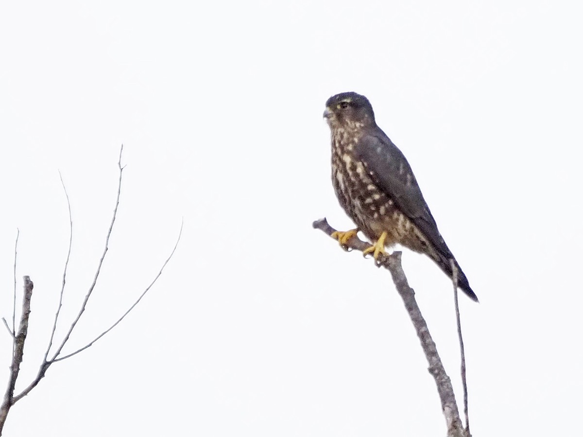 Merlin - ML645227362