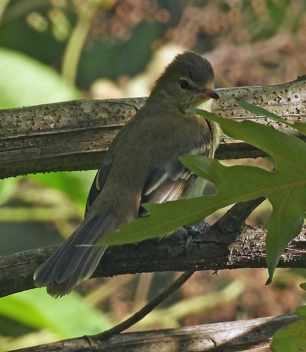 Highland Elaenia - ML645227371