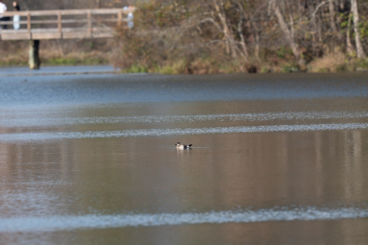 Ruddy Duck - ML645227374