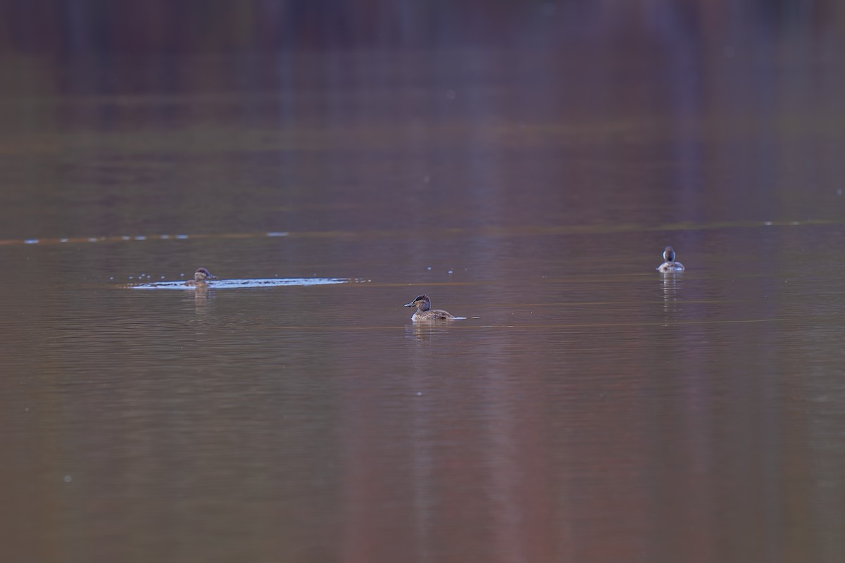 Ruddy Duck - ML645227375