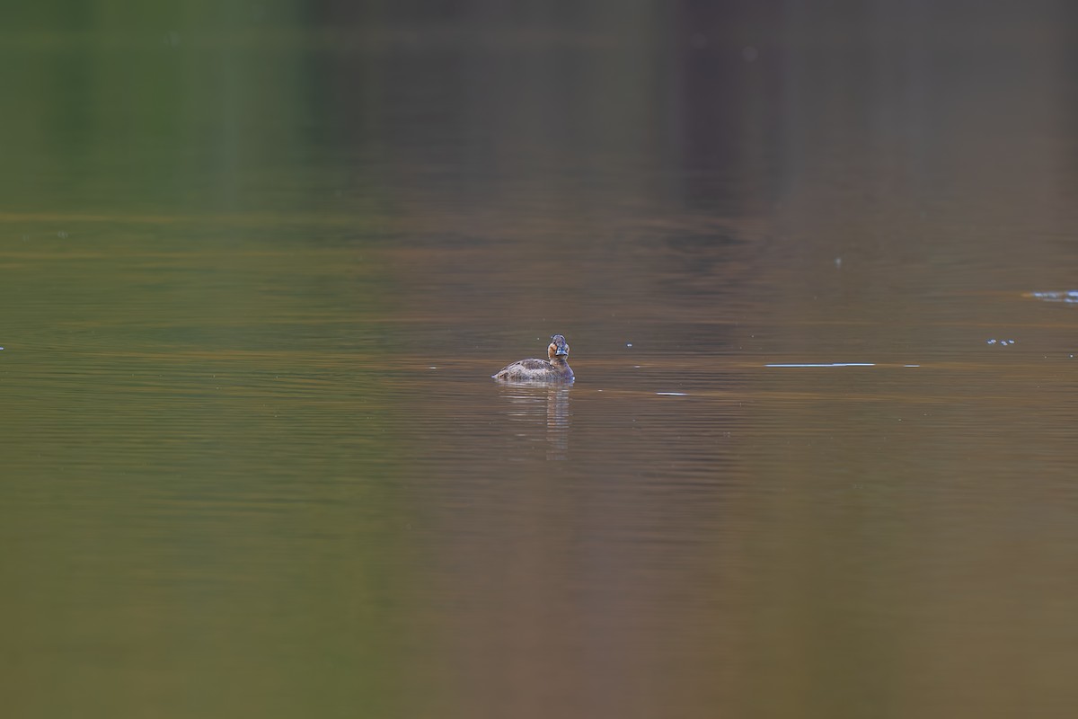 Ruddy Duck - ML645227376