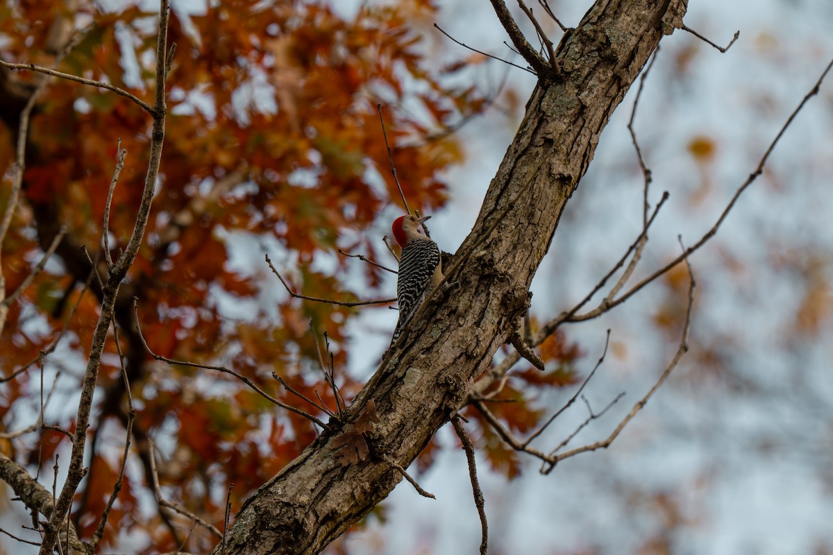 Red-bellied Woodpecker - ML645227380