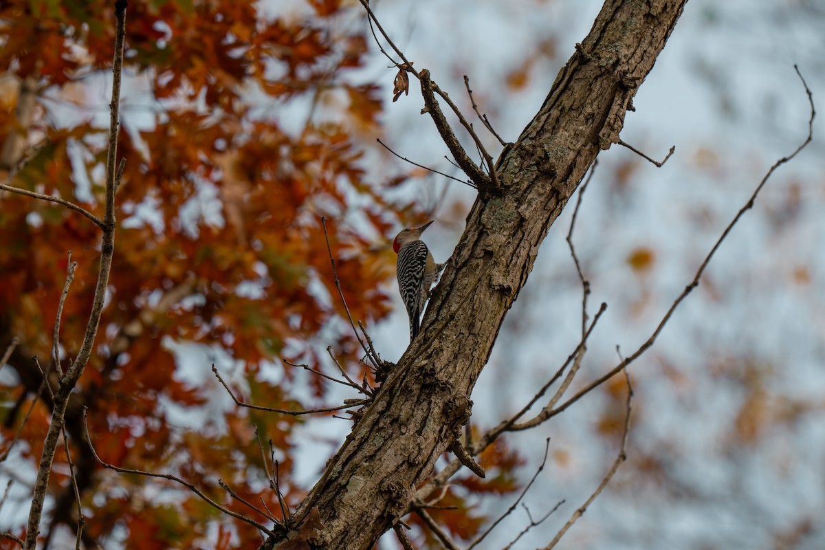 Red-bellied Woodpecker - ML645227382