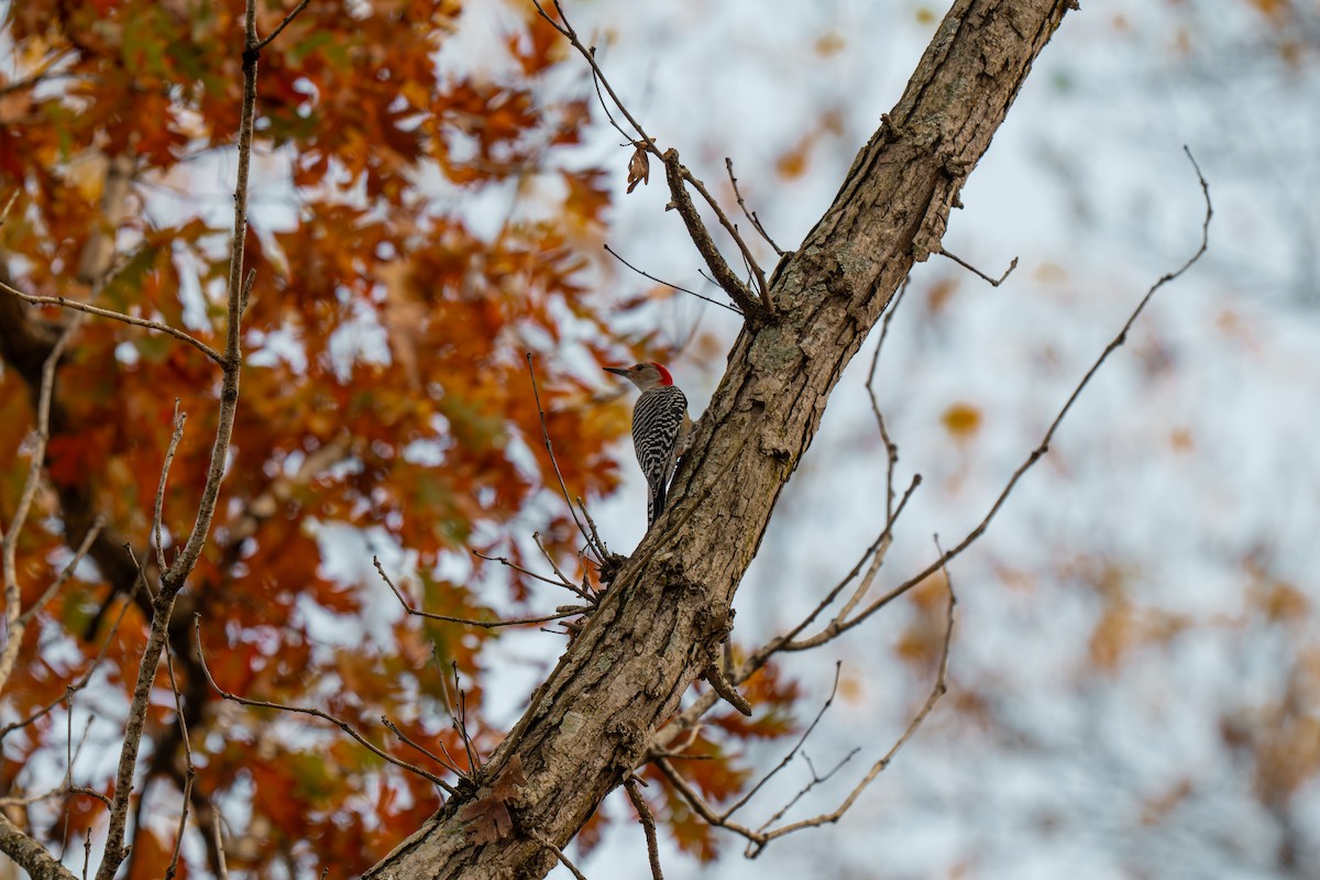 Red-bellied Woodpecker - ML645227383