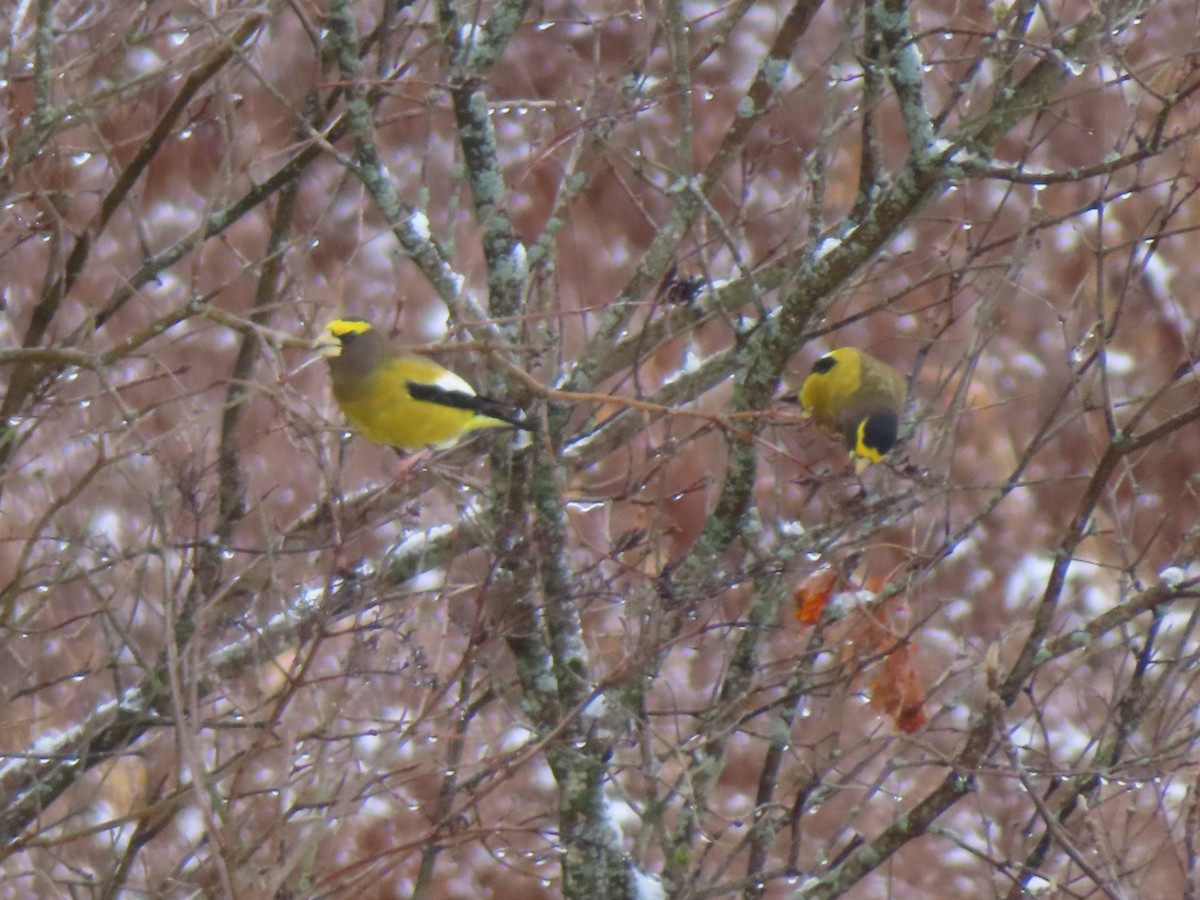 Evening Grosbeak - ML645227384