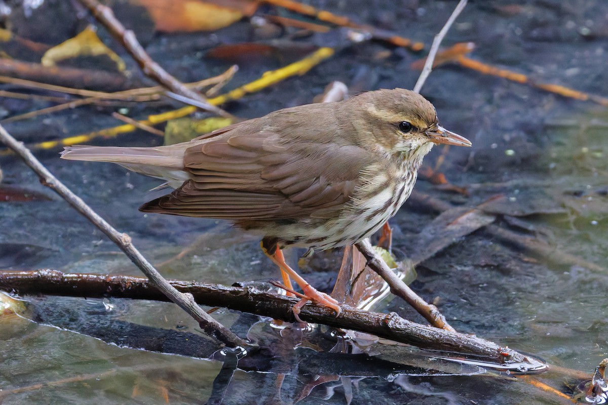 Northern Waterthrush - ML645227388
