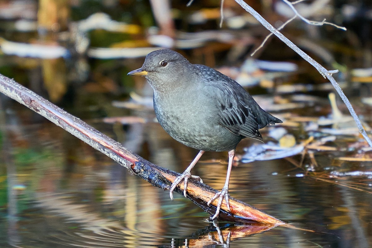 gråfossekall - ML645227391