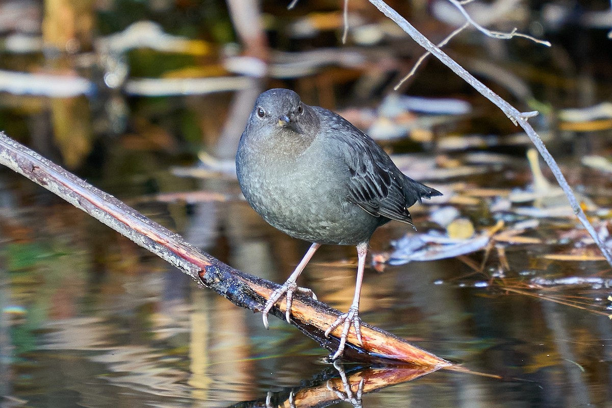 gråfossekall - ML645227392