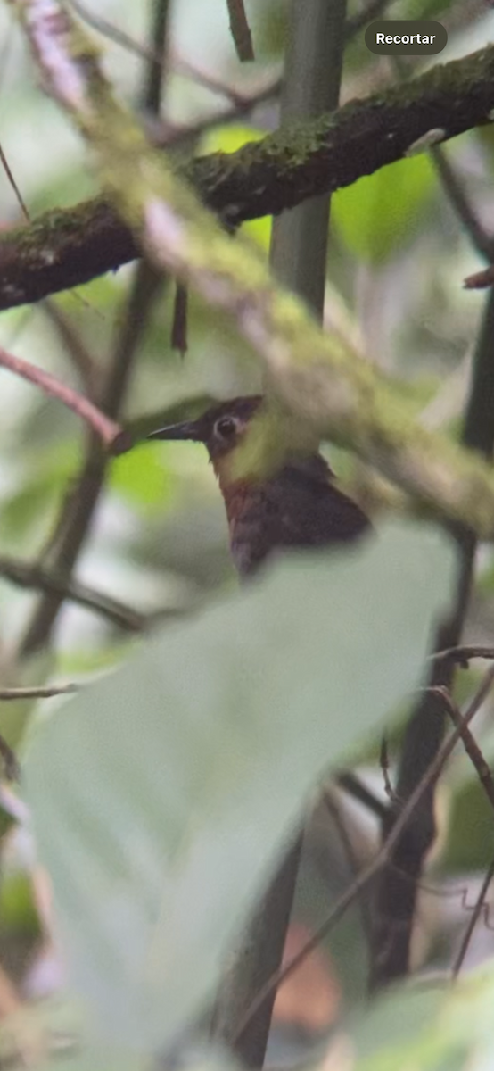 Song Wren - ML645227397