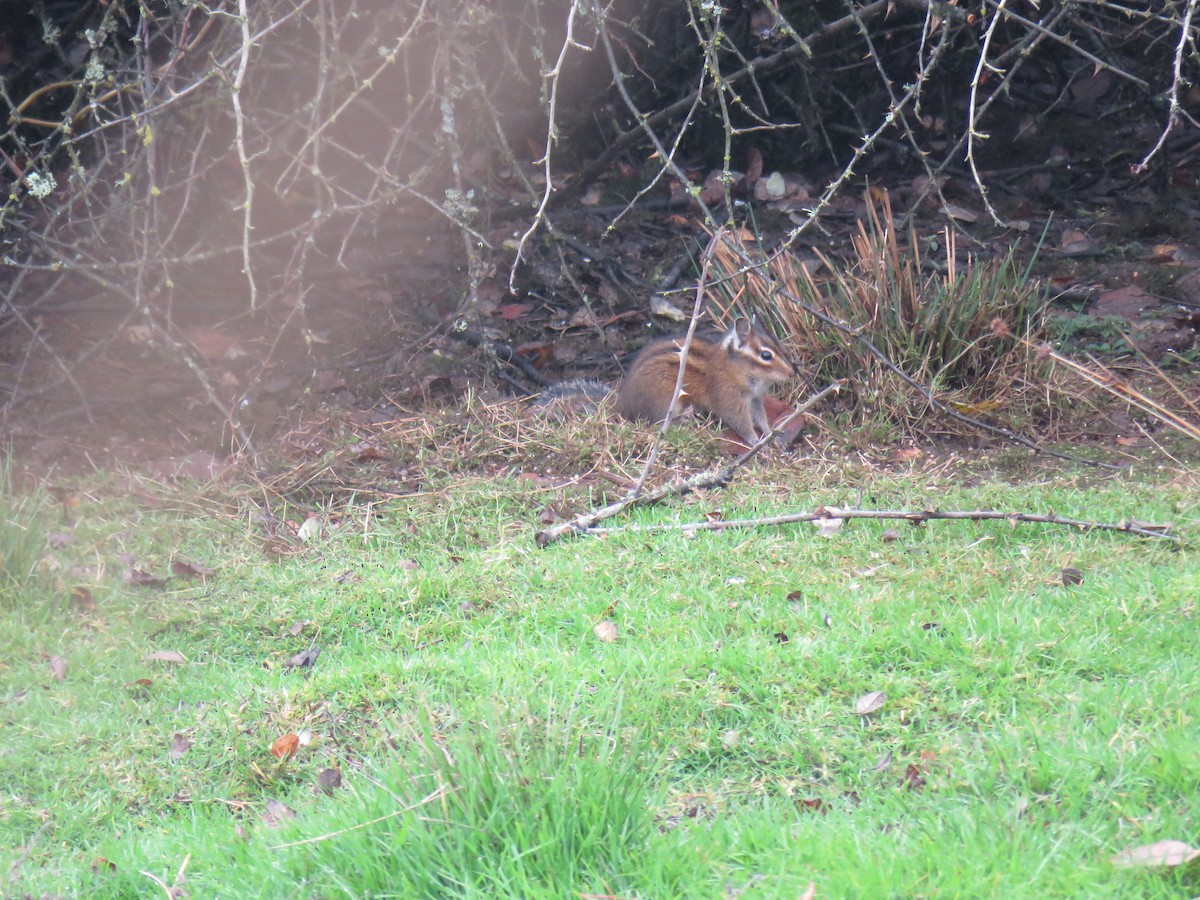 Townsend's Chipmunk - ML645227400