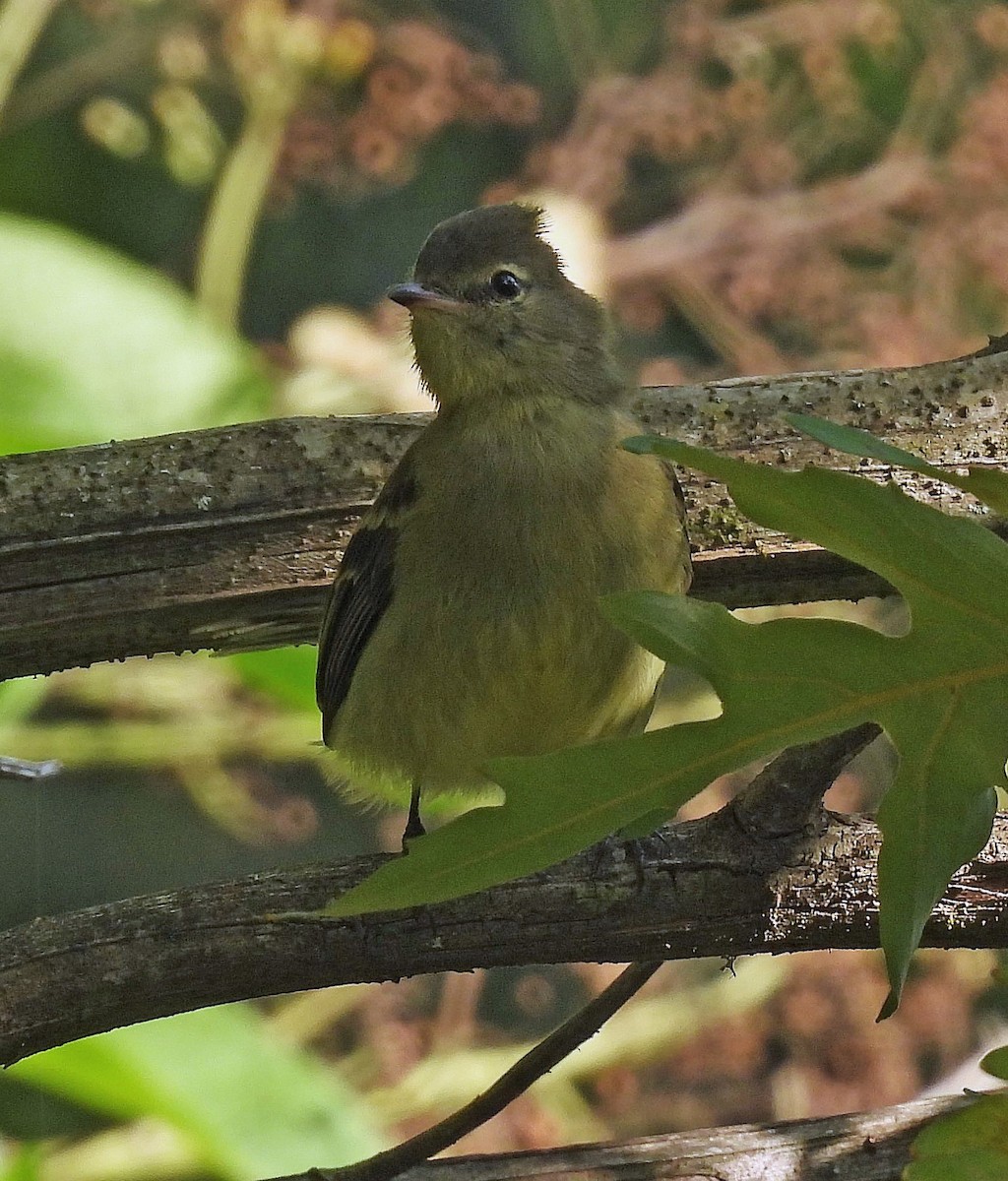 Highland Elaenia - ML645227406