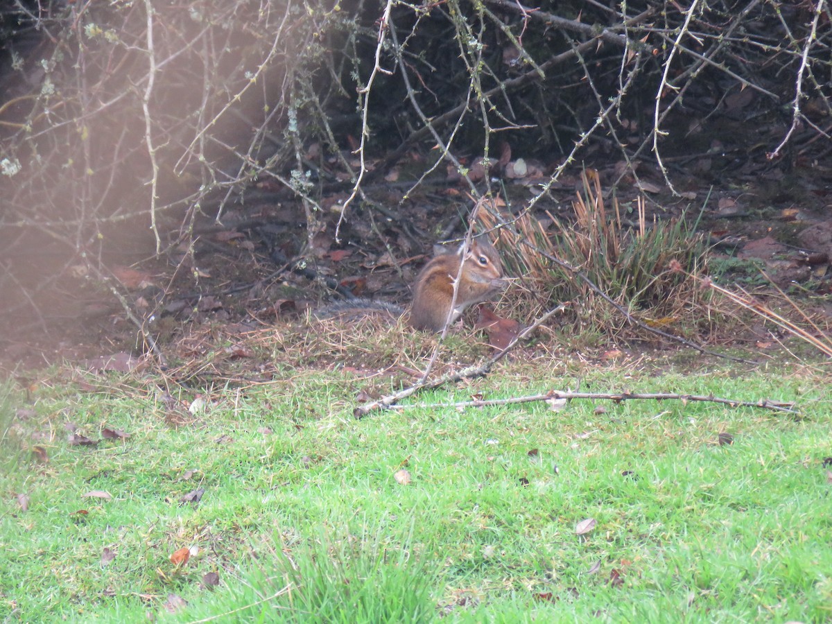 Townsend's Chipmunk - ML645227410