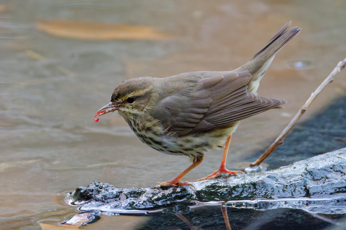 Northern Waterthrush - ML645227431