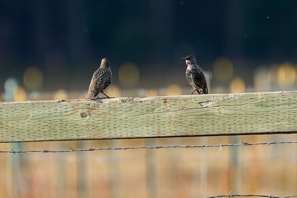 Arabazozo pikarta - ML645227434