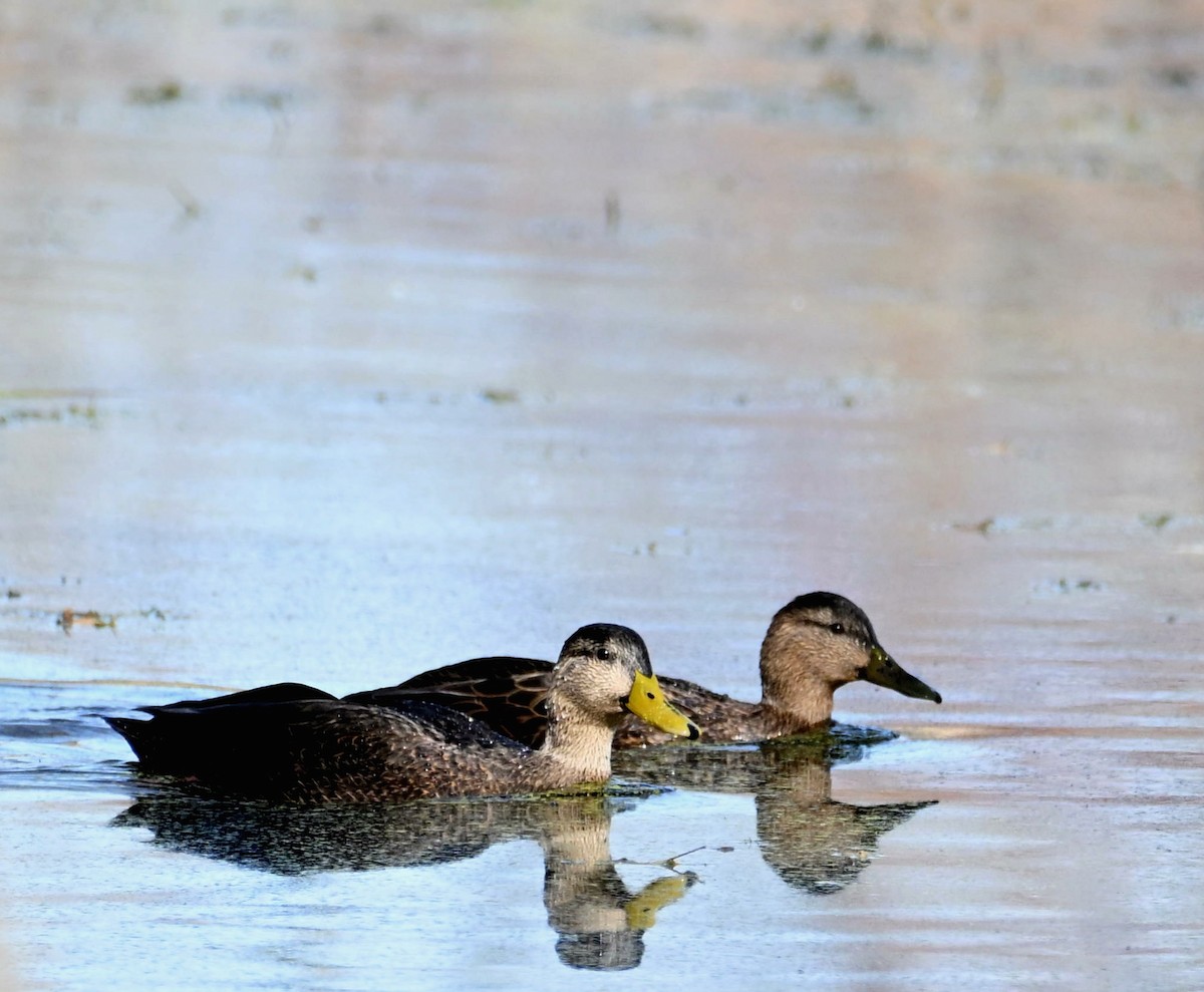 American Black Duck - ML645227435