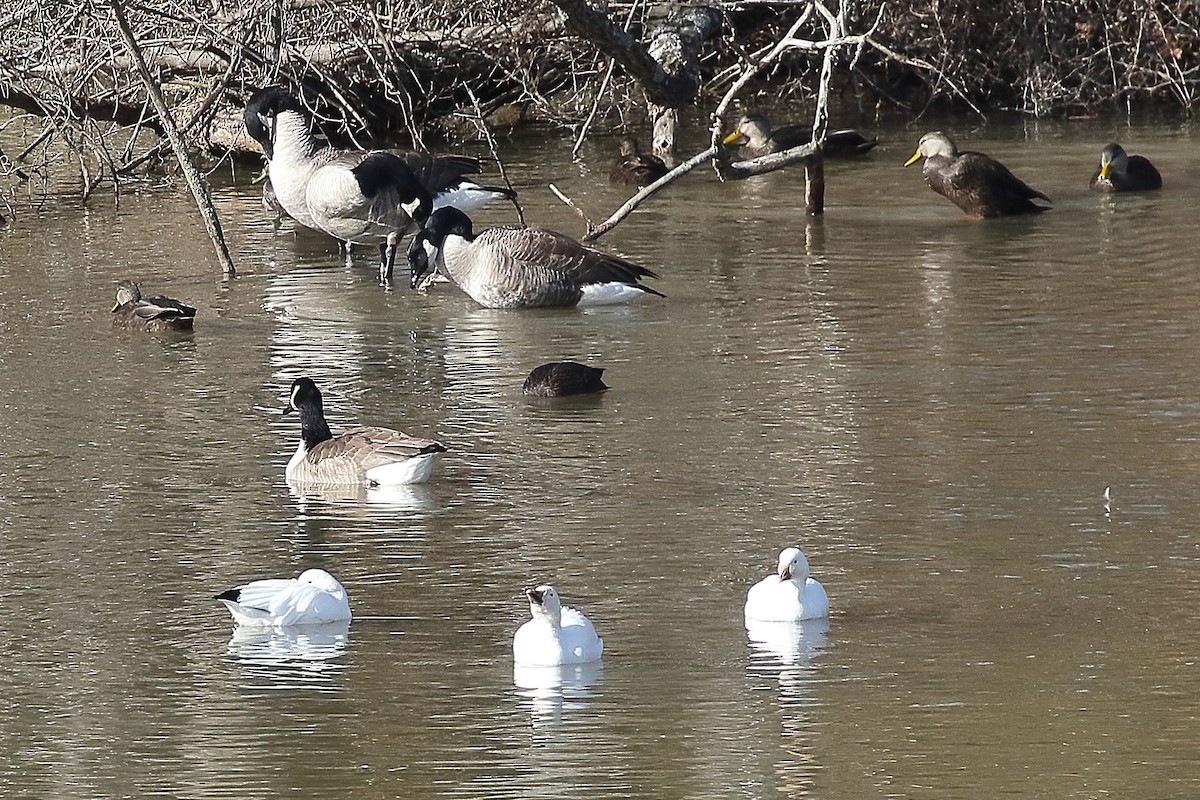 Snow Goose - ML645227437