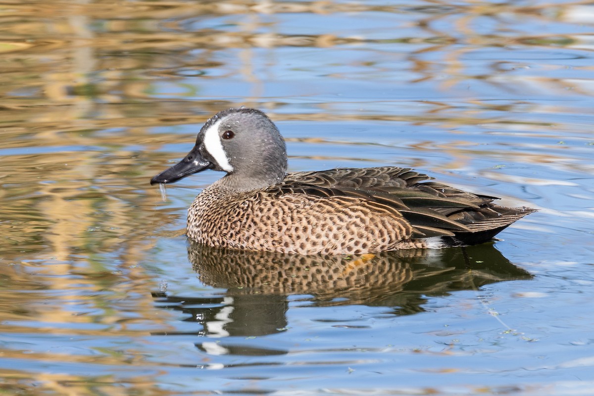 čírka modrokřídlá - ML645227438