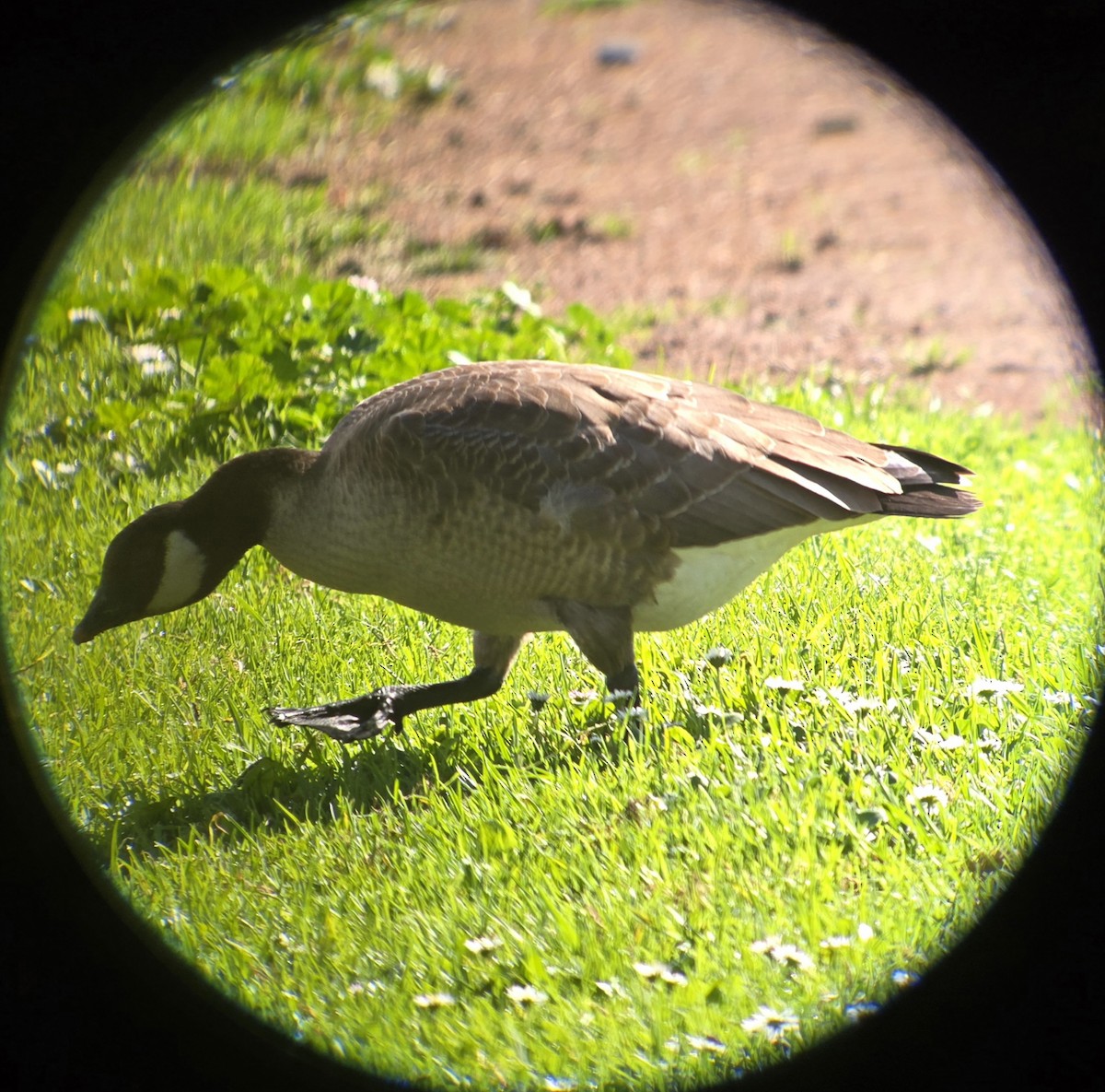 berneška malá - ML645227439